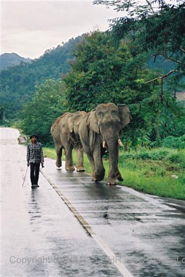 11 Thailand 2002 F1060030 Khao Lak Ausflug Khao Sok_478